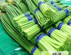 大量供应蒜薹白帽红帽