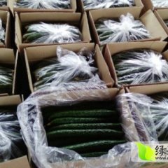沂南辛集大量供应亮条大棚黄瓜