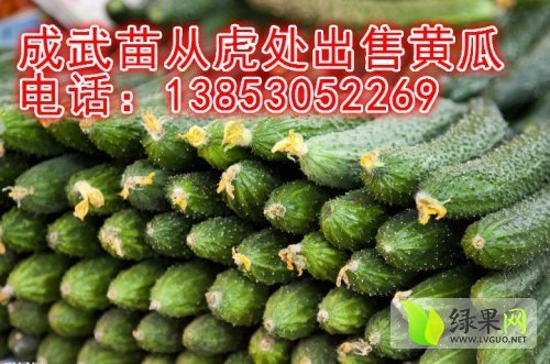 2014年山东成武密刺新鲜价格