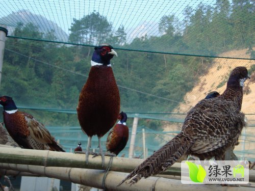 2014年江西上饶野鸡种苗价格