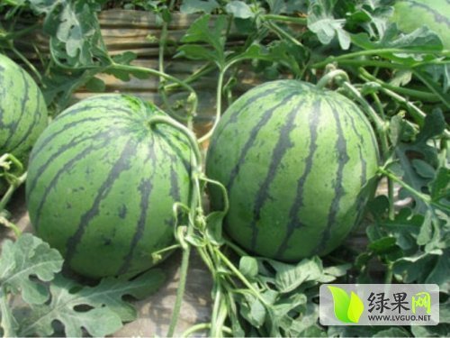 2014年山东费县京欣价格