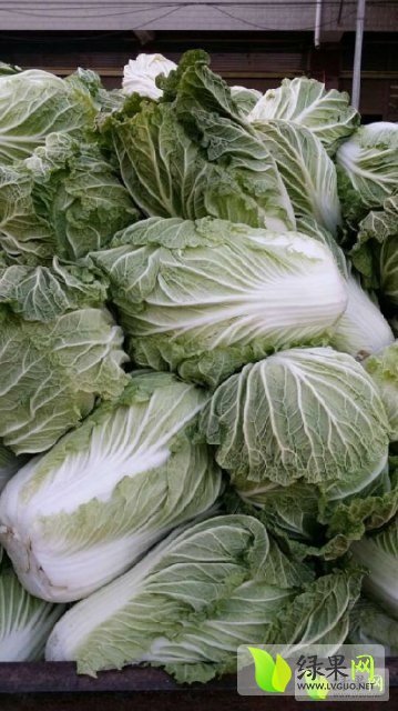 2014年河南新野菊锦春白菜价格