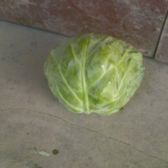 陕西泾阳供应几千亩春季8398甘蓝