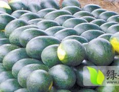 广西扶绥黑美人西瓜4-7月上市