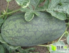 湖北宜城黑美人：板桥店张安军