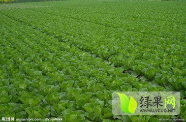 2014年山东莘县北京新三号价格