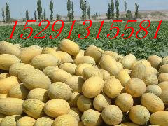 2014年陕西大荔新甘蜜宝价格