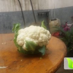 河南新野银冠花菜品种好 大小合适