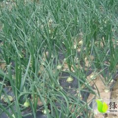 河南新野县万亩黄皮洋葱上市