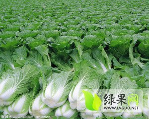 2014年山东莘县建春价格