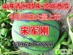 山东青州供应万亩西瓜 品种多