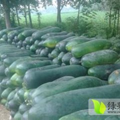 河南沁阳黑皮大冬瓜6月下旬上市