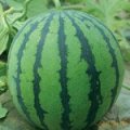 山东莘县董杜庄绿色食品——西瓜