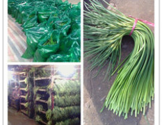 【专业出售代收存储蒜薹】价格低质量好