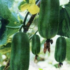 山东莘县铁冠军冬瓜