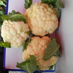 河南西华雪宝菜花 种植面积较大