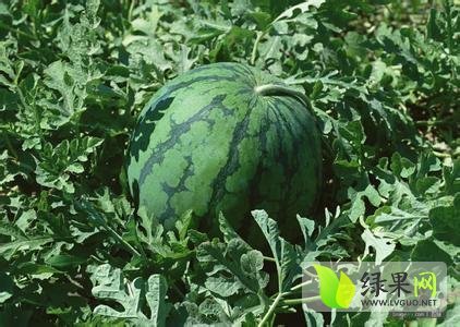 2014年山东费县西瓜价格
