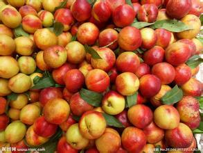 山东费县供应大量油桃 品质全