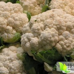 江苏沛县白面青梗松花菜 台湾松花菜