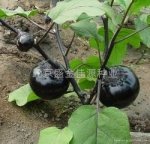 2014年山东东昌府黑茄王价格