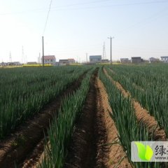 江苏启东大葱大量上市，欢迎致电