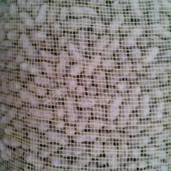 山东肥城中甘21甘蓝正大量供应