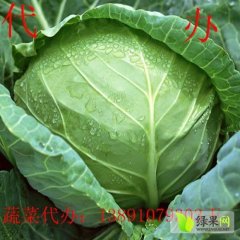 千亩甘蓝.陕西三原甘蓝8398