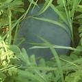 湖北当阳自家黑美人西瓜将在6月下旬上市