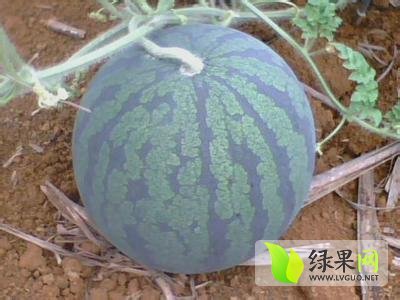 黑美人价格