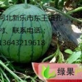 河北新乐京欣西瓜6月上市