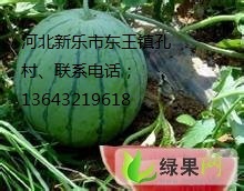 河北新乐京欣西瓜6月上市