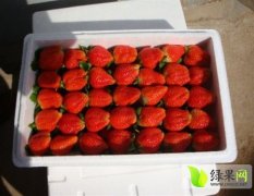 山东昌邑丰香草莓4月下旬开始上市