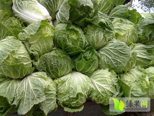 2014年河南新野菊锦价格