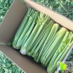 河南鹿邑美国西芹：任集杨女士