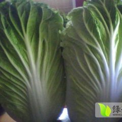 河南新野早春白菜颗型大 颜色绿