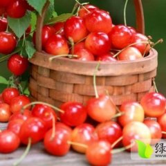 山东蒙阴大樱桃红灯五一节供应