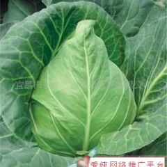 湖南君山供应羽衣甘蓝 量大质优