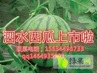 2014年山东泗水京欣价格
