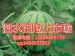 山东泗水京欣西瓜已上市