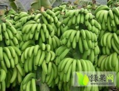 云南勐腊巴西香蕉种植面积300亩