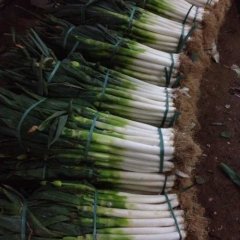 江苏张家港种植千亩元藏大葱 价