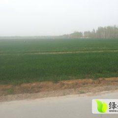 种植1000亩紫皮洋葱 5-6月份大量供应