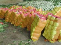 南陵大白菜每天上市达到60万斤