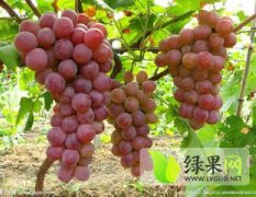陕西大荔8月份有葡萄上市