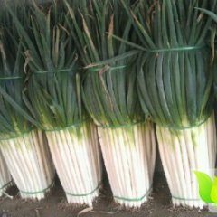 山东安丘铁杆大葱 价格低质量好