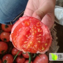 云南麒麟15亩西红柿4-6月丰产