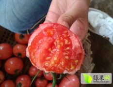 云南麒麟15亩西红柿4-6月丰产