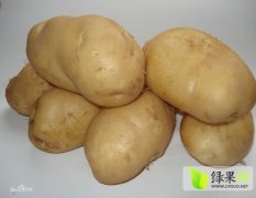 黑龙江种植大量土豆 品种优良