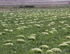 新疆西瓜种植历史长 价格低廉