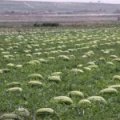 新疆西瓜种植历史长 价格低廉